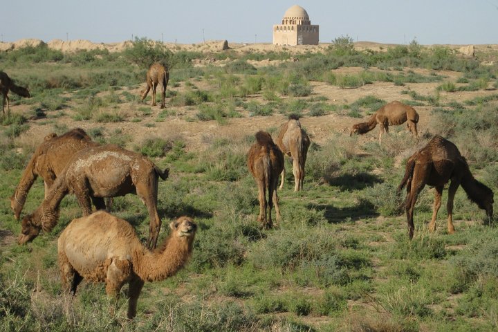Dromedare in Turkmenistan