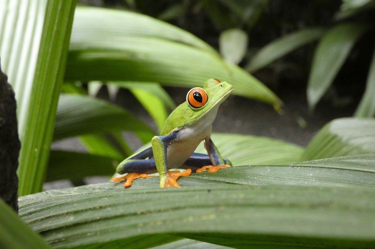 Rotaugenlaubfrosch Costa Rica Rotaugenlaubfrosch Costa Rica