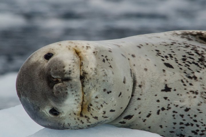 Leopardenrobbe