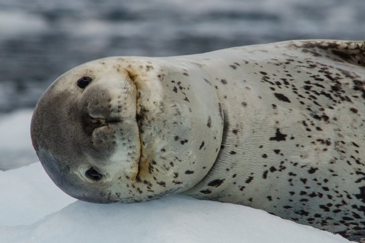 Liegende Leopardenrobbe
