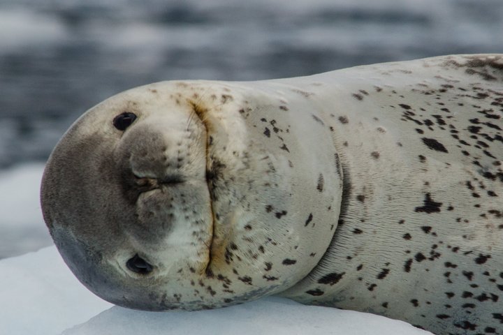 Leopardenrobbe Leopardenrobbe