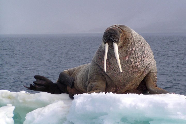 Walross auf Spitzbergen