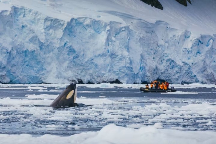 Orca in freier Wildbahn (Foto: David Merron) Orca in freier Wildbahn (Foto: David Merron)