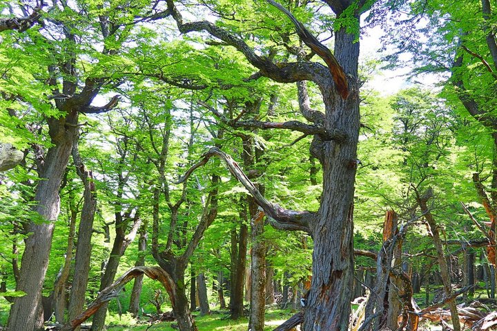Wald in Chile