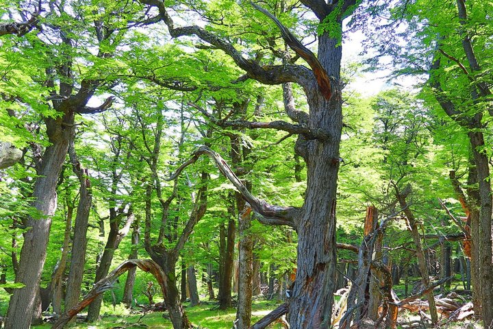 Wald in Chile Wald in Chile