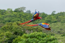 Papgeien in Costa Rica