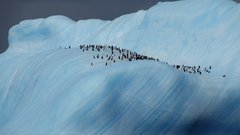 Pinguine auf dem Eisberg