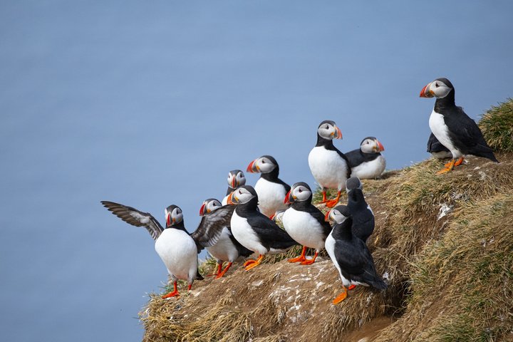 Papageientaucher in Island