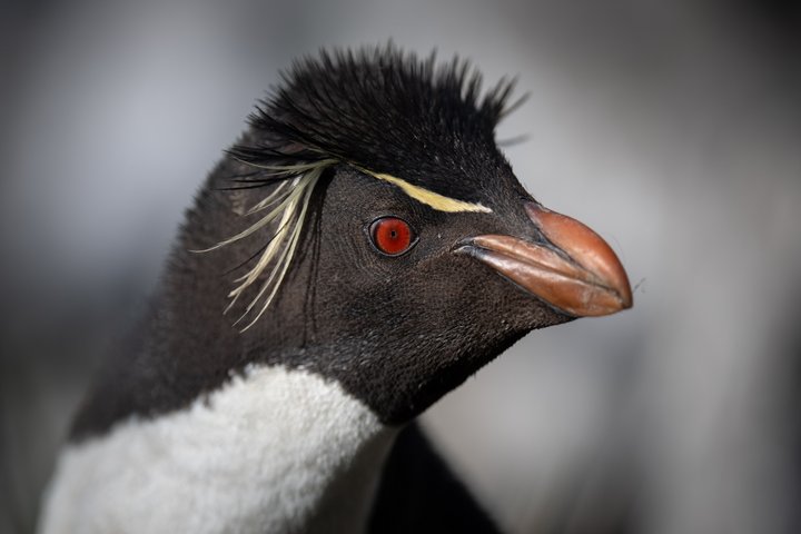 Rockhopper Pinguin auf den Falkland Inseln