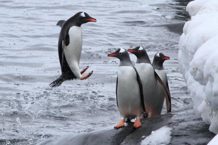 Eselpinguin Eselpinguin