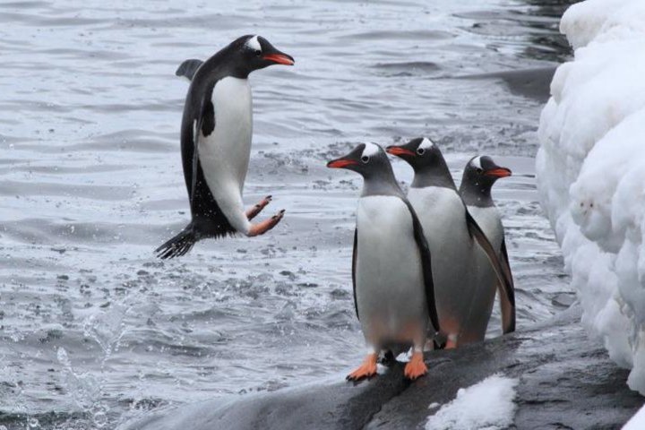Eselspinguin