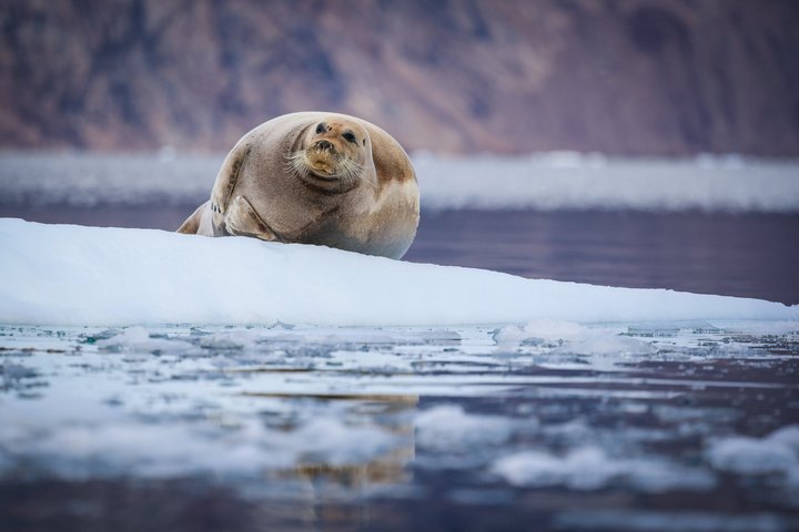 Bartrobbe in Nordostgrönland | Foto: Nikki Born Bartrobbe in Nordostgrönland | Foto: Nikki Born