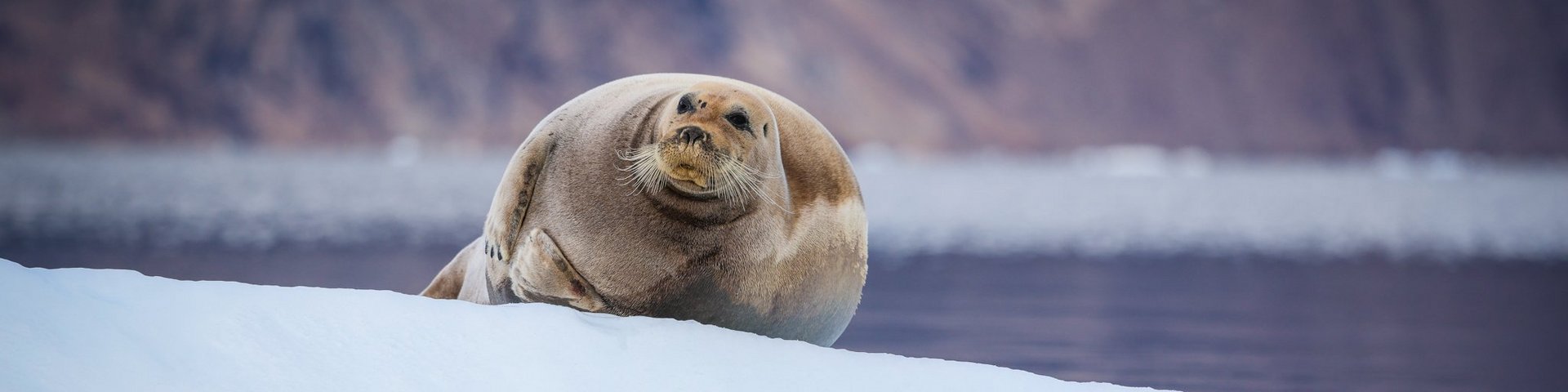 Bartrobbe in Nordostgrönland | Foto: Nikki Born