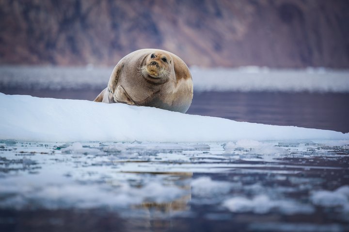 Bartrobbe in Nordostgrönland | Foto: Nikki Born Bartrobbe in Nordostgrönland | Foto: Nikki Born