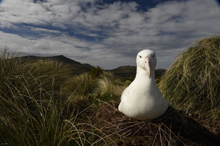 Brütender Albatros