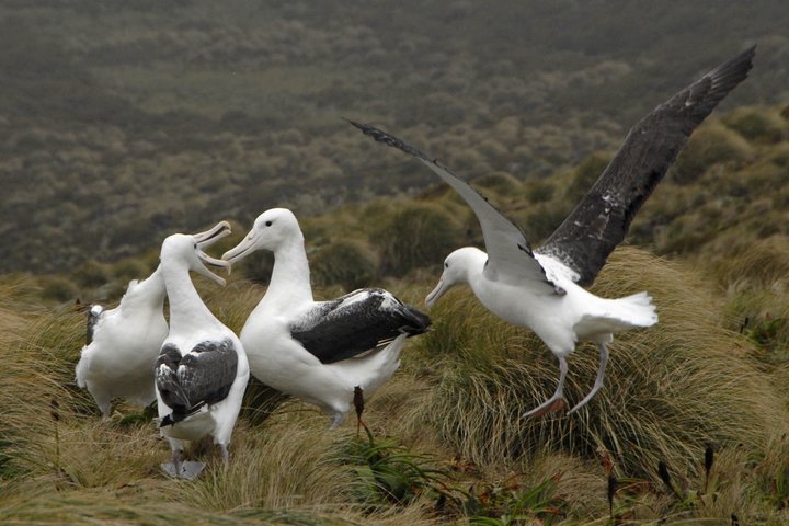 Gruppe von Albatrosse