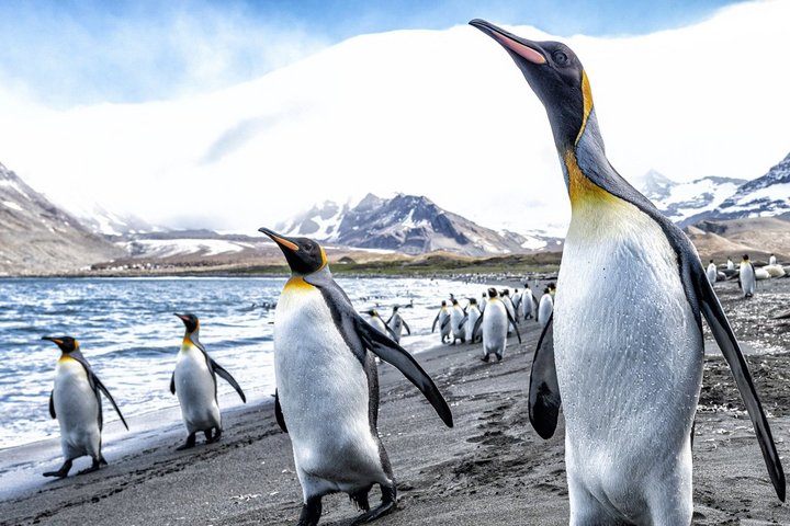 Königspinguine auf Südgeorgien