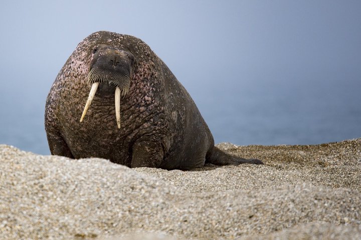 Spitzbergen - auf der Suche nach der Tierwelt