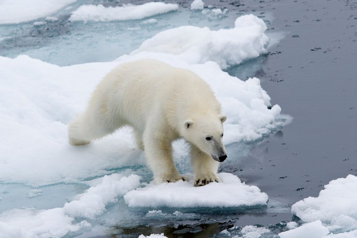 Eisbär in Arkits