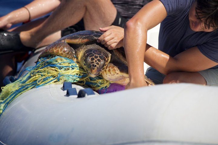 Alnitak: Das Team rettet eine Unechte Karettschildkröte, die sich in einem Ghost Gear verfangen hat. / Foto Copyright Alnitak 2022_A1