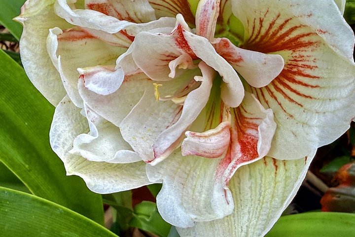 Blume auf den Austral Inseln