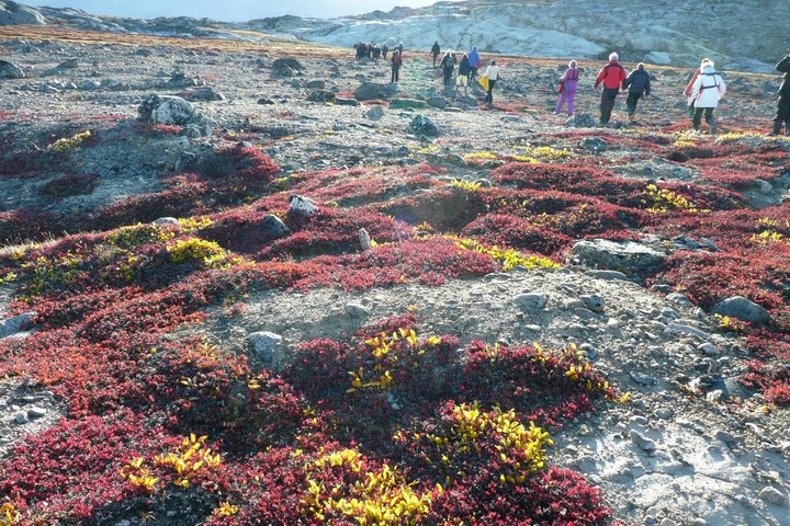 Wandern in der Tundra in Grönland Wandern in der Tundra in Grönland