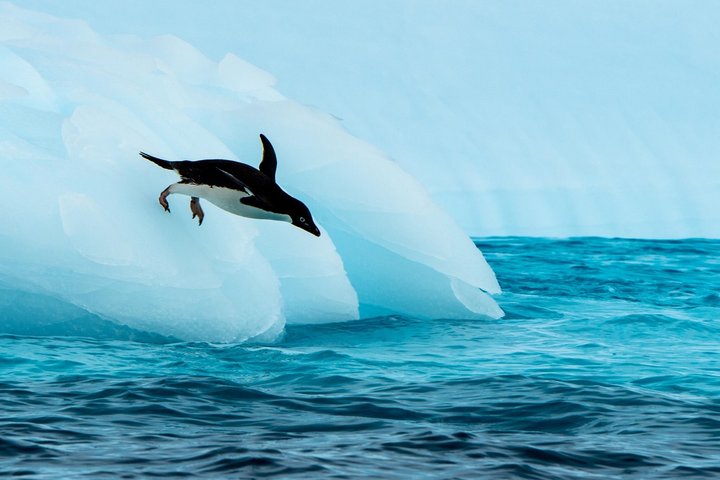 Adeliepinguin in der Antarktis