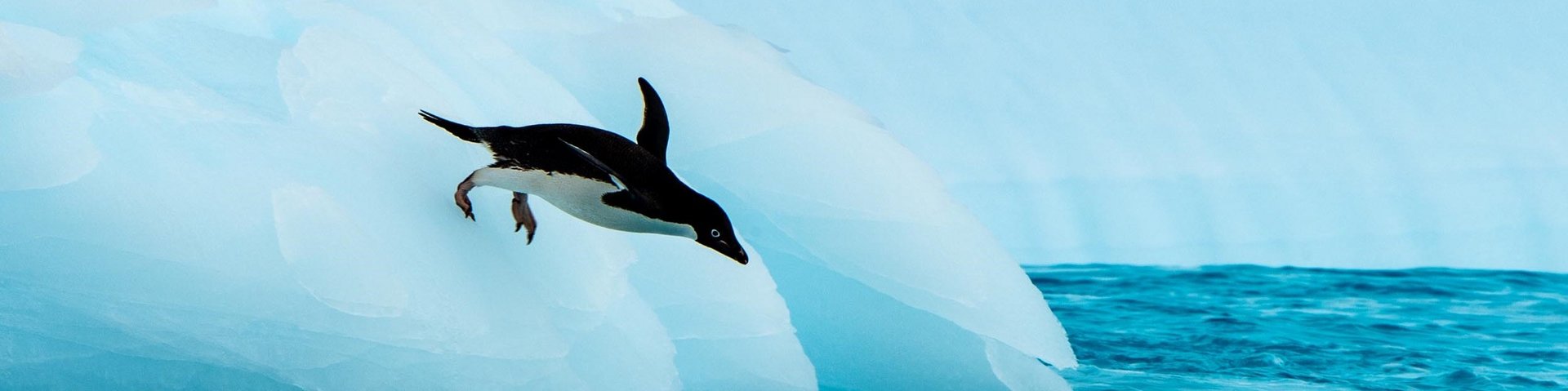 Adeliepinguin in der Antarktis