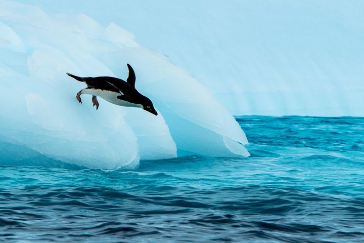 Adeliepinguin in der Antarktis