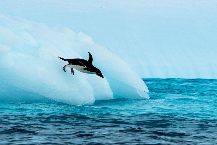 Adeliepinguin in der Antarktis