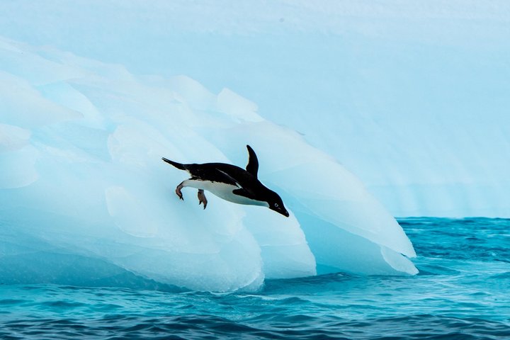 Adeliepinguin in der Antarktis