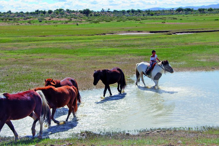 Pferde in der Mongolei