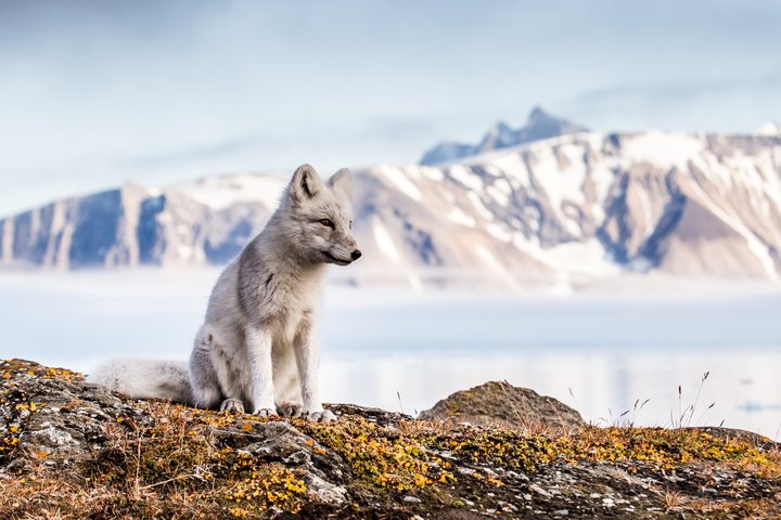 Polarfuchs auf Spitzbergen Polarfuchs auf Spitzbergen