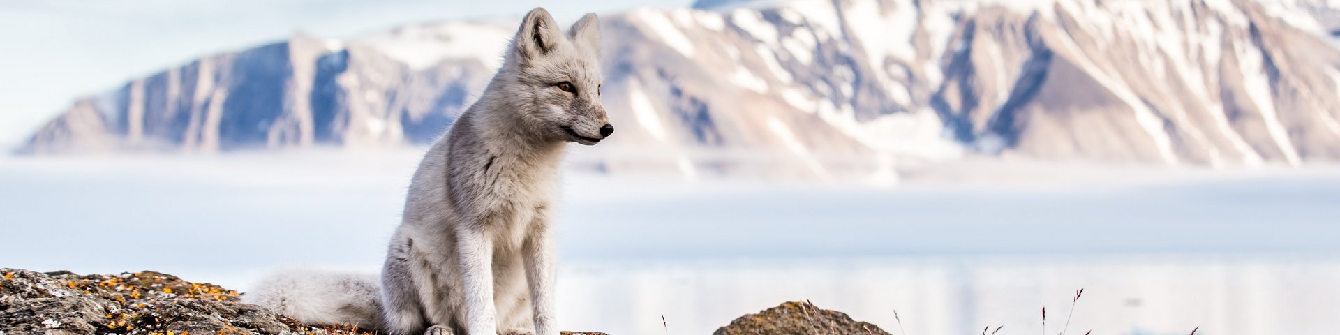 Polarfuchs auf Spitzbergen