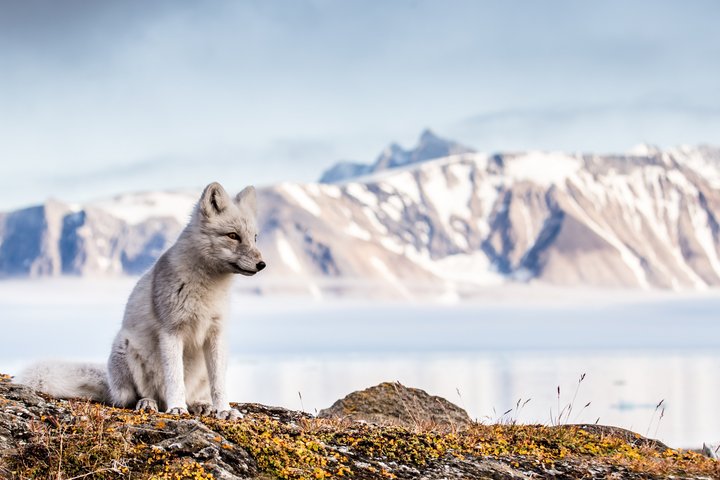 Polarfuchs auf Spitzbergen