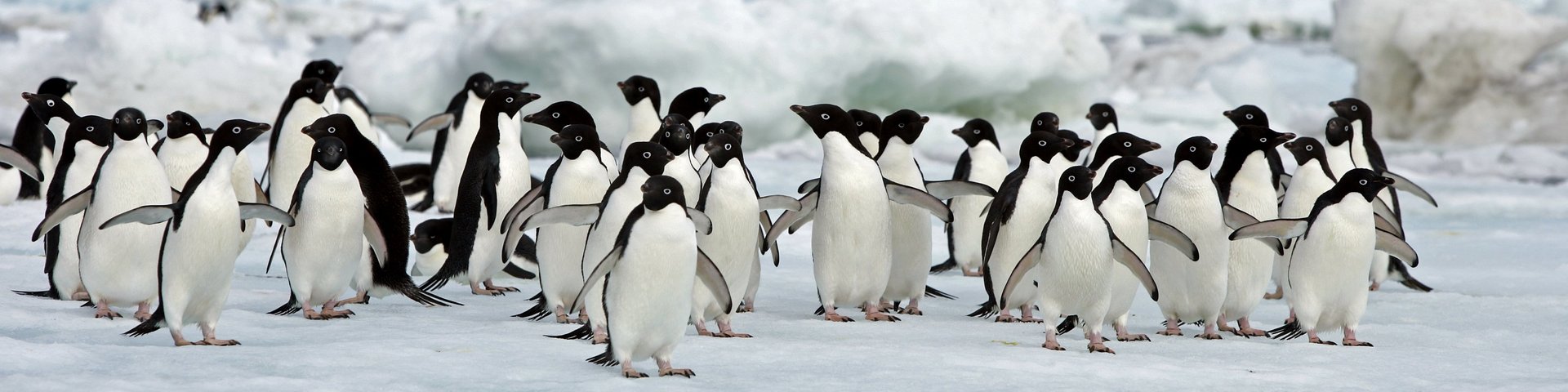 Adeliepinguine auf Eisscholle