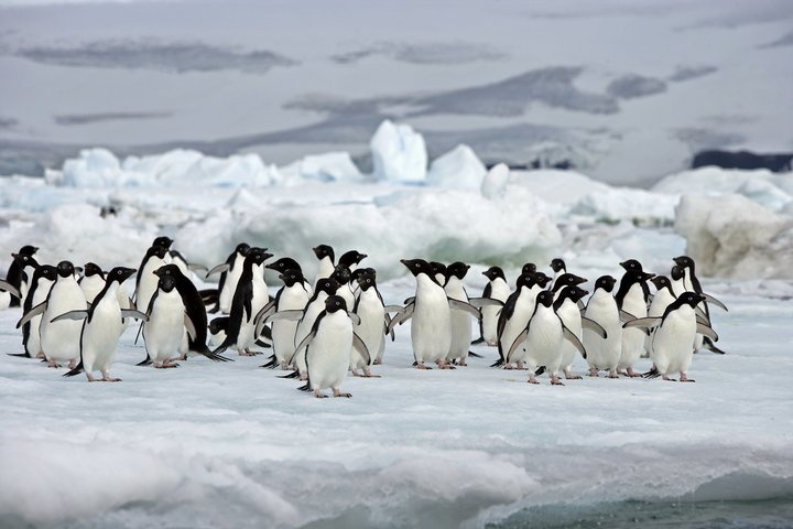 Adeliepinguine auf Eisscholle