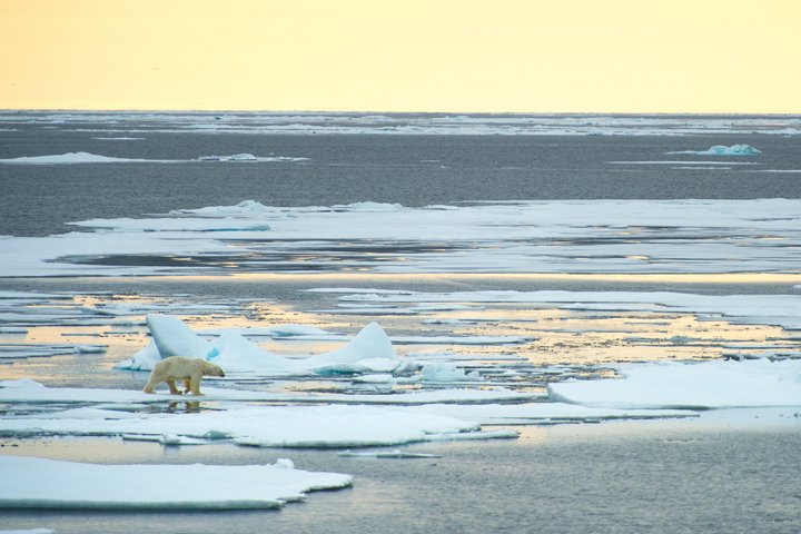 Eisbär auf Eisscholle in Spitzbergen