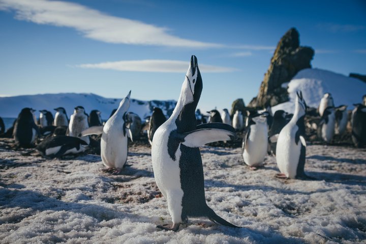 Zügelpinguin Zügelpinguin