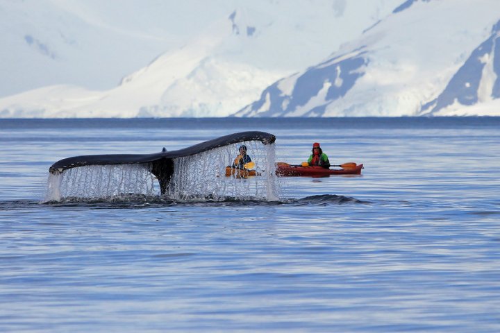 Abtauchender Wal in Antarktika mit Kayaks im Hintergrund