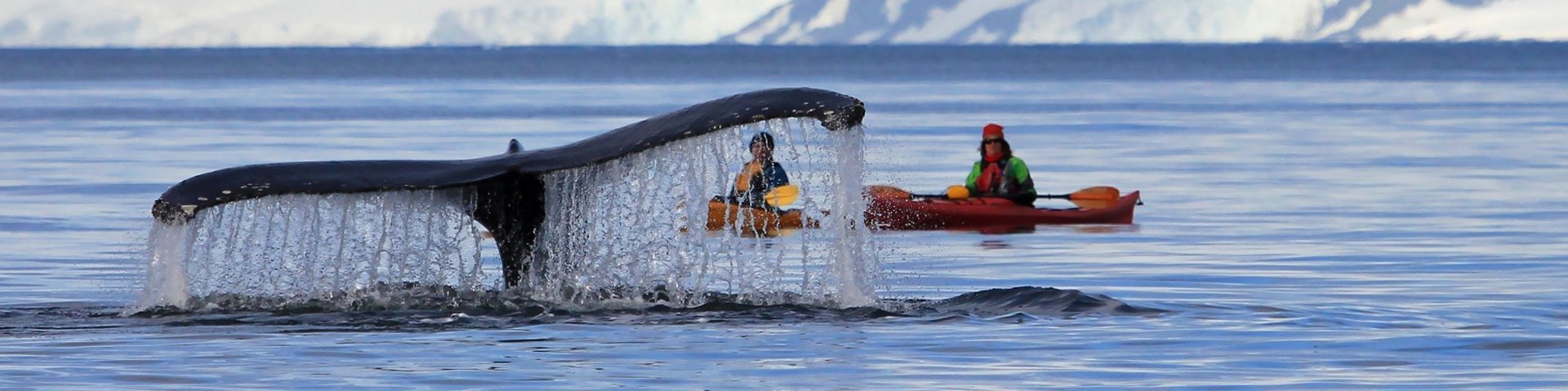 Abtauchender Wal in Antarktika mit Kayaks im Hintergrund
