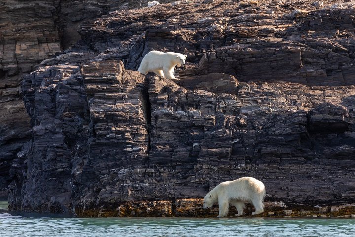 Eisbär auf Spitzbergen