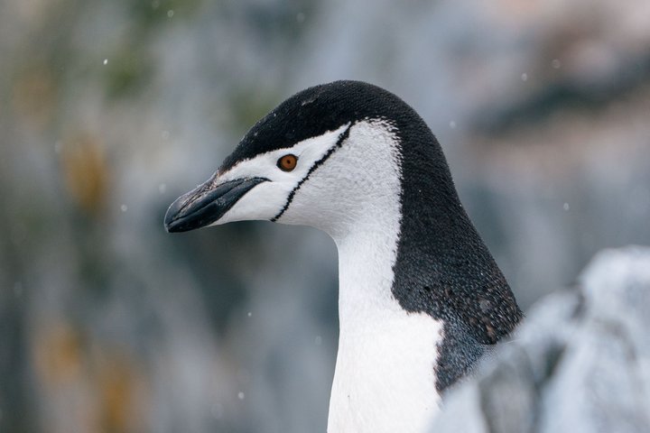Zügelpinguin