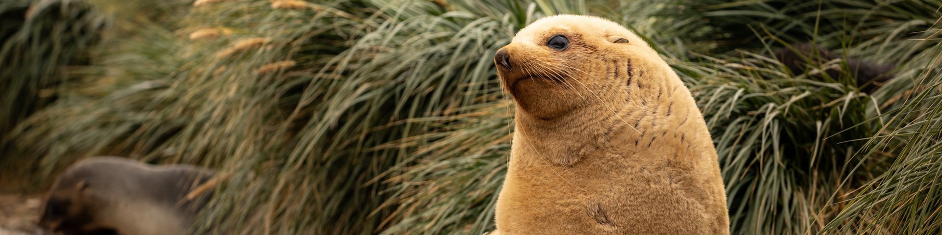 Seebär in Südgeorgien