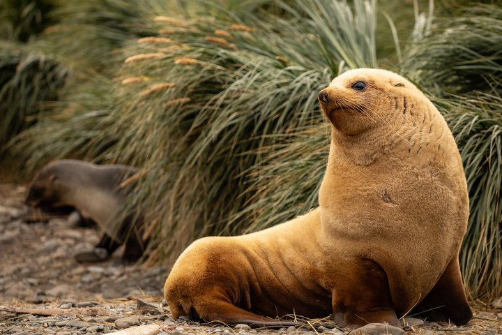 Seebär in Südgeorgien
