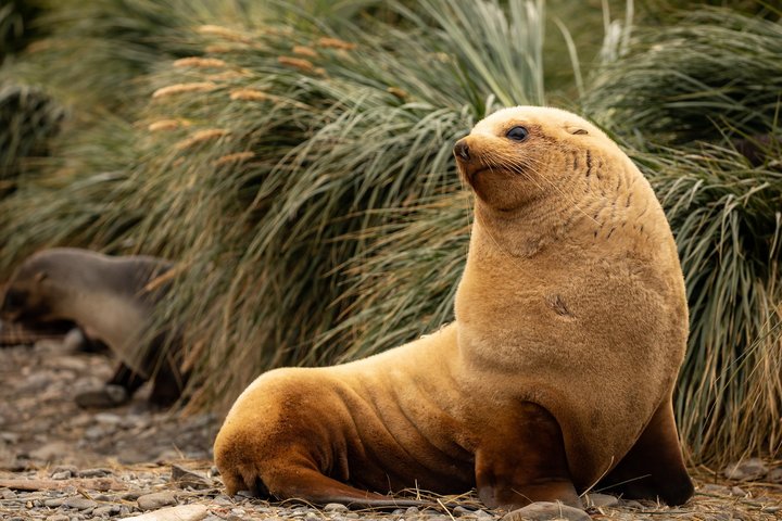 Seebär auf der Insel Südgeorgien
