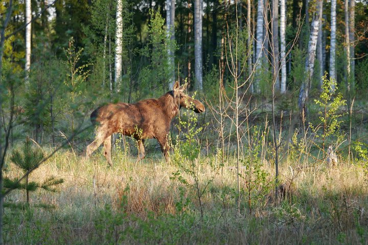 Wildes Estland