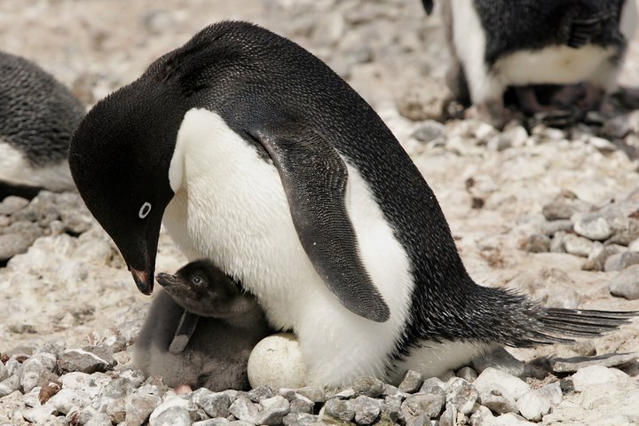 Adeliepinguin mit Küken