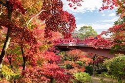 Blühender Garten in Japan