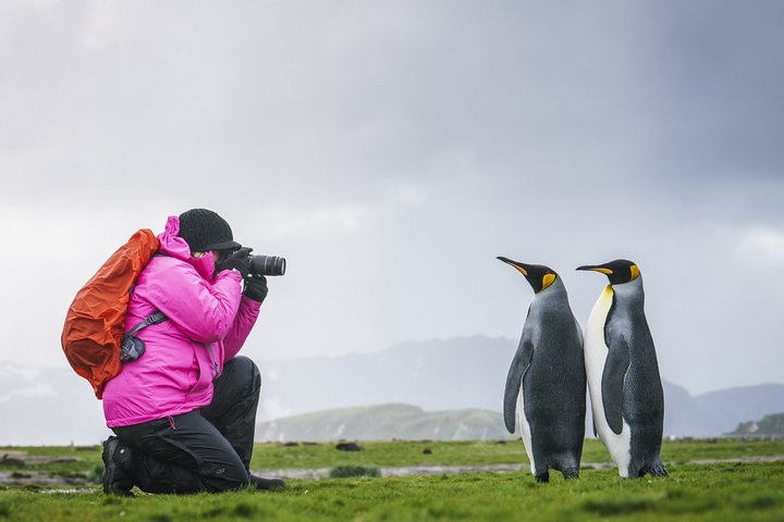 Königspinguine und Fotograf in der Antarktis